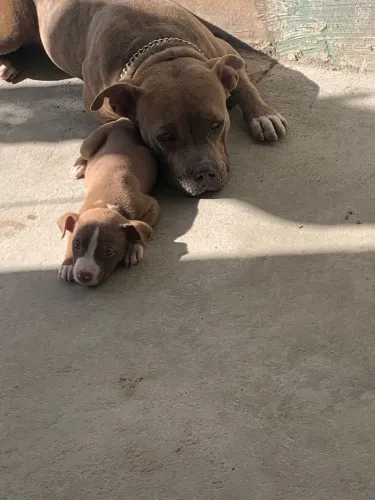 Vendo filhote de pitbull fêmea