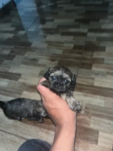 Vendo cachorro da raça shih tzu