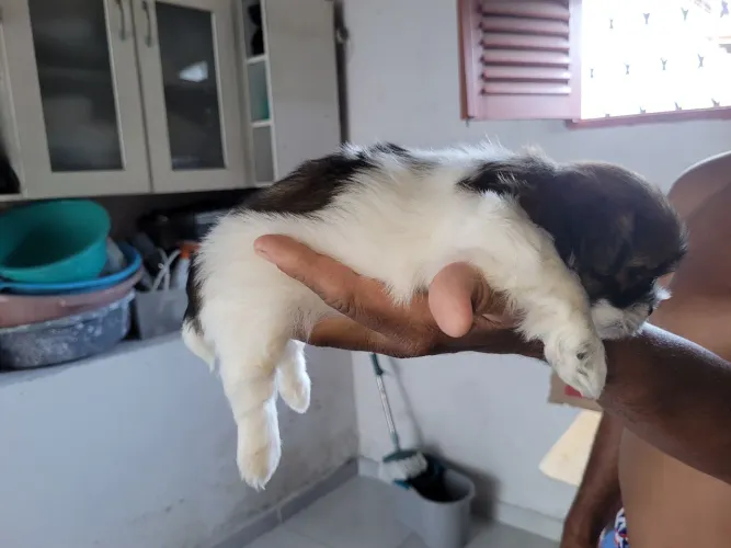 Snih tzu com i azzq