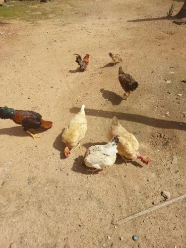 Galinhas Caipirão Já Botando + Galo e Caipira