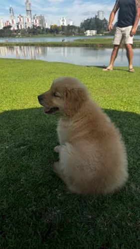 Golden Retrieve macho