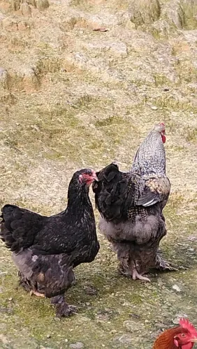 Galinha Brahma