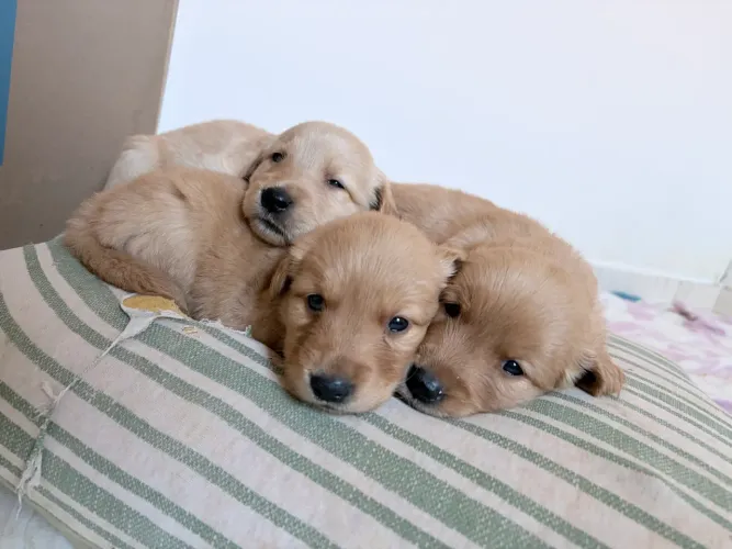 Filhotes Golden