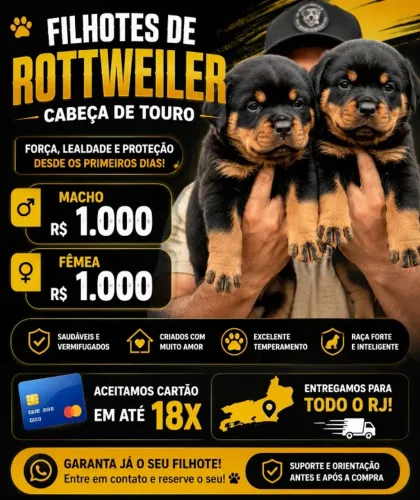 Rottweiler cabeça de touro macho e femea lindos