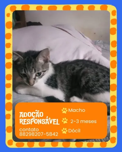 Gatinhos filhotes informações na postagem