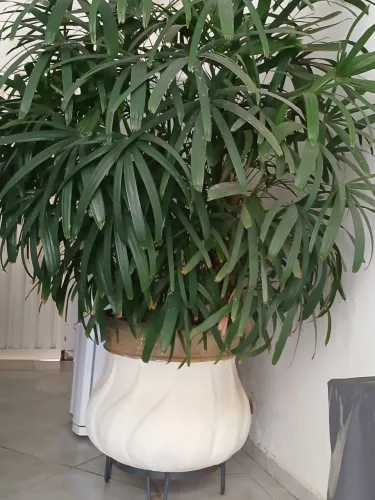 Vaso de plantas