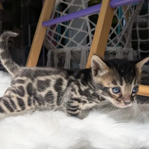 Filhotes de Bengal - Excelente Linhagem