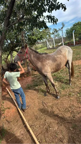 Cavalo