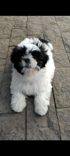 Shih Tzu 1 ano Vacinado | Treinado no Vaso | Kit Completo