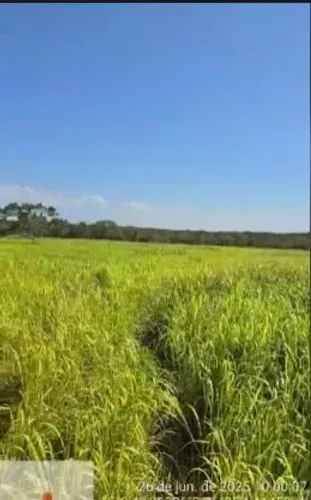 Vendo!!! Uma fazenda de 730 hectares no Bacurizal cidade de Rosario Oeste MT