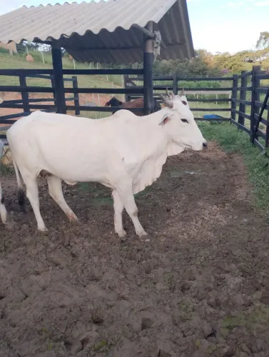 Vacas 