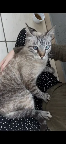ADOÇÃO RESPONSÁVEL- GATA FÊMEA