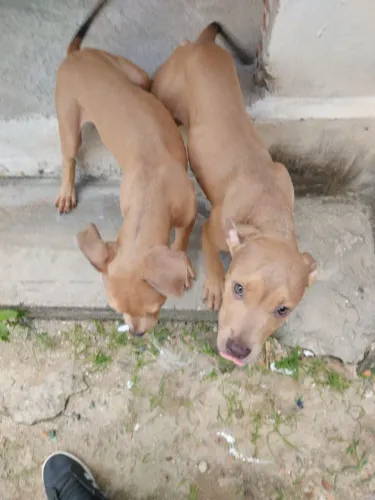 Vende-se casal de pitbull