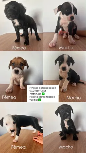 Adoção Responsável