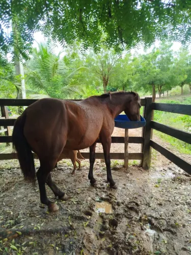 Égua quarto de milha