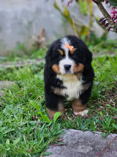 Bernese Mountain Dog | Entrega Prevista para o dia 30/09