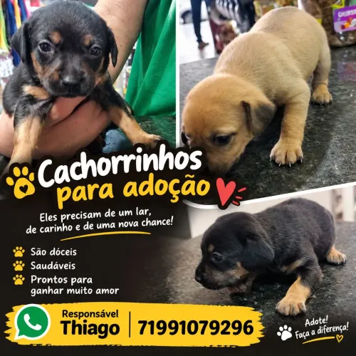 Cachorrinhos para doação 