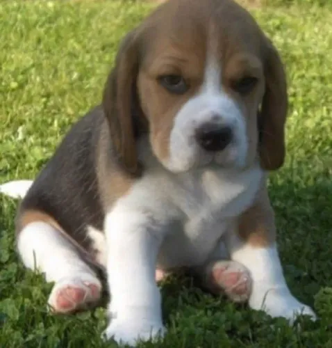 Beagle Amor que encontra espaço em qualquer canto