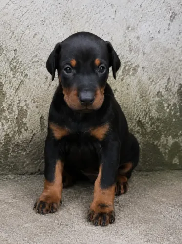 Filhote de Doberman
