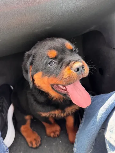 Presença forte, coração leal. Filhotes de Rottweiler disponíveis por tempo limitado!