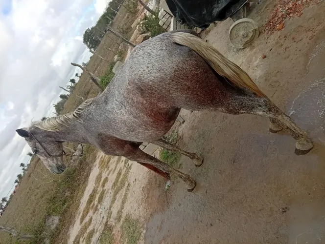 Égua pra jogo