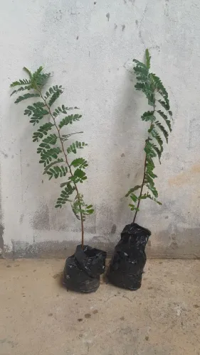 mudas de tamarindo 60cm 