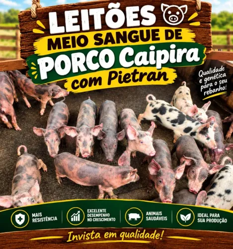 LEITÕES - Caipira com Pietran