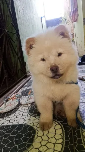 Chow Chow