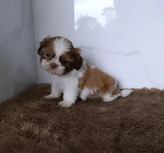 Lindo Machinho de Shihtzu