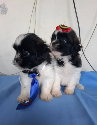 Filhotes Shitzu para adoção