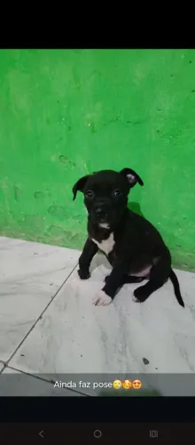 Vendo Pitbull filhote