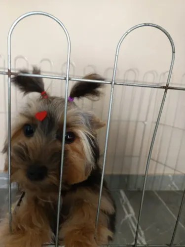 Vendo uma cachorrinha yorkshire fêmea