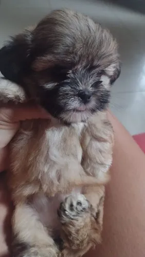 Cachorro shih tzu