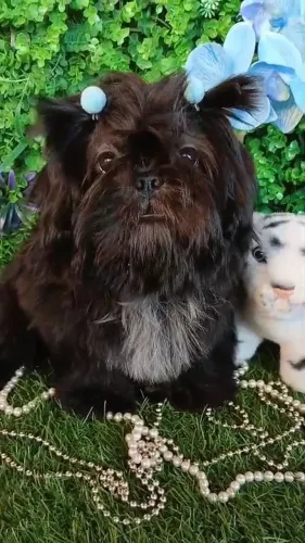 Filhote Shih tzu Macho - EvaFilhotes