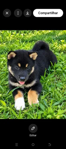 Lindos filhotes de shiba inu disponível com pedigree
