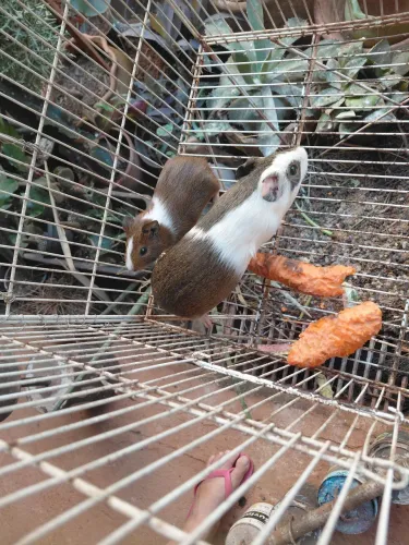 Porquinho da india