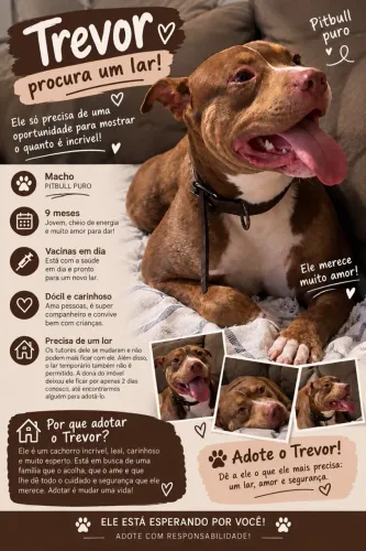 Doação a procura de um lar novo