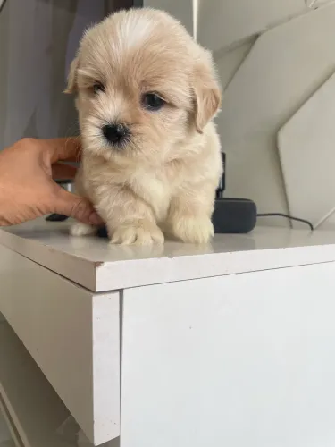 Poodle com shihtzu macho