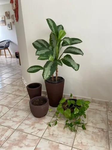 Conjunto de vasos com plantas