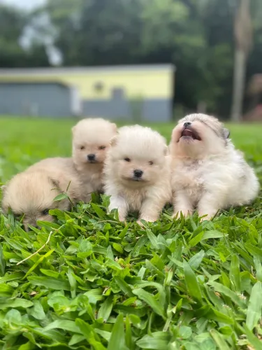 Filhotes de spitz alemão 