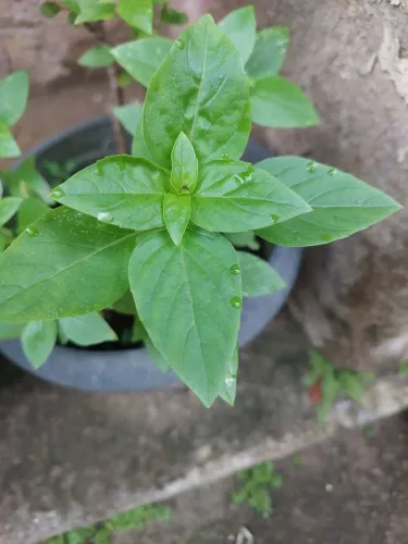Muda de Planta manjerucao