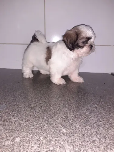 Filhote de ShihTzu Fêmea 