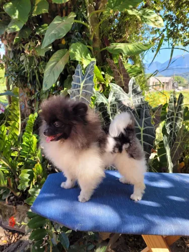 Spitz alemão 