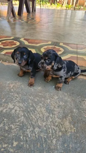 Lindos cofapinhos....famosos salsichas..