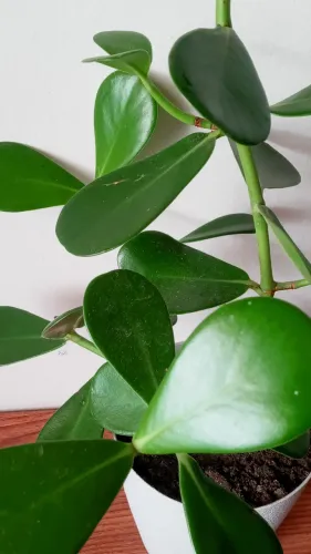 Planta Clúsia Adimirada Pela Sua Beleza