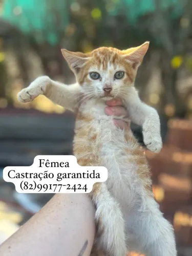 Gatinhos pra adoção responsável 