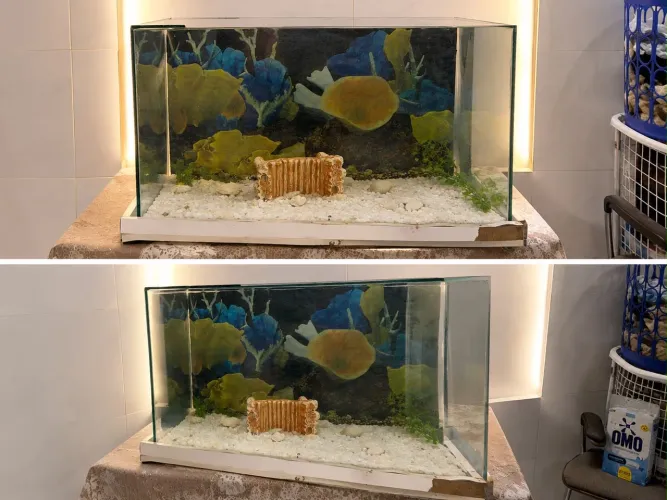 Aquário de peixes 