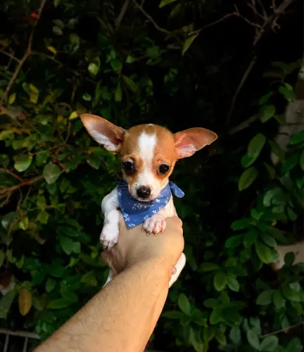 Pinscher macho