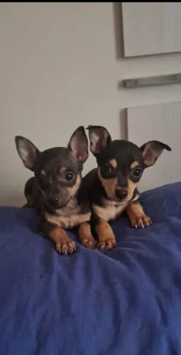 Filhote de pinscher machinho