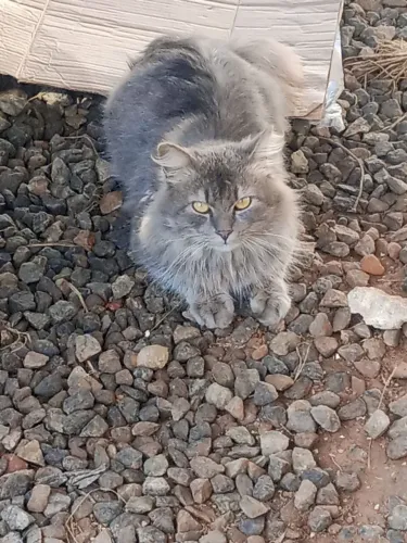 Doa-se gatinho.